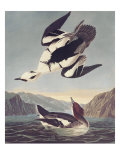Smew Or White Nun
