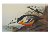 Western Duck