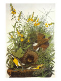 Meadow Lark