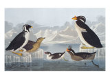 Black-throated Guillemot and Nobbed-billed Auk