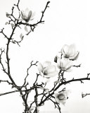 Branch of Magnolia