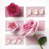 Powder Rose