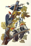 Pileated Woodpecker