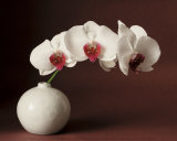 Orchid and white vase