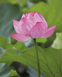 Pink Lotus
