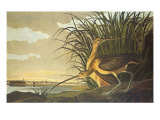 Long-Billed Curlew