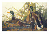 Mallard Duck