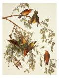 American Crossbill