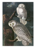 Snowy Owl