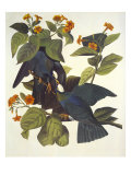 White-Crowned Pigeon