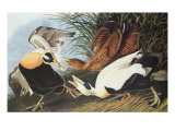 Eider Duck