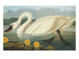 Common American Swan
