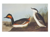 Eared Grebe