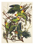 Carolina Parrot