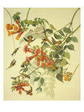 Ruby-Throated Hummingbird