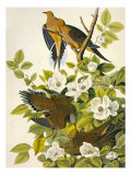 Carolina Turtle Dove