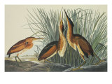 Least Bittern