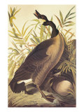 Canada Goose