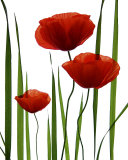 Poppies