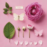 Rose and two butterflies