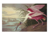 Roseate Spoonbill