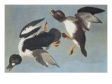 Golden-Eye Duck
