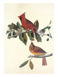 Cardinal Grosbeak