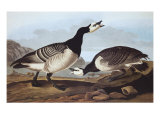 Barnacle Goose