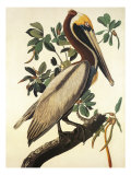 Brown Pelican