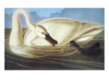 Trumpeter Swan