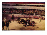 Bullfight