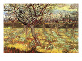 Apricot Trees In Blossom