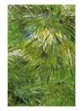 Grass