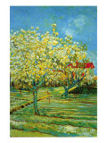 Orchard with Cypress