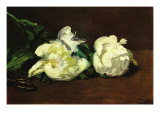 Still Life  White Peony