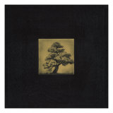 Bonsai Sacred Tree