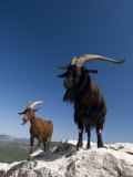 Mountain Goats  Gorges Du Verdon  Provence  France  Europe