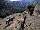 Men on Horseback Carry Supplies to Cattle Ranch on the Outskirts of Santiago  Chile  South America