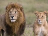Lion Pair (Panthera Leo)  Masai Mara National Reserve  Kenya  East Africa  Africa