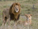 Lion Pair (Panthera Leo)  Masai Mara National Reserve  Kenya  East Africa  Africa