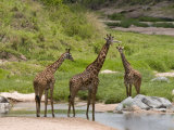 Masai Giraffe (Giraffa Camelopardalis)  Masai Mara National Reserve  Kenya  East Africa  Africa