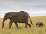 African Elephant and Baby (Loxodonta Africana)  Masai Mara National Reserve  Kenya