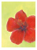 Red Hibiscuis