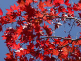 Japanese Maple in Autumn  Akan National Park  Hokkaido  Japan