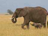 African Elephant and Baby (Loxodonta Africana)  Masai Mara National Reserve  Kenya