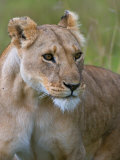 Lioness (Panthera Leo)  Masai Mara National Reserve  Kenya  East Africa  Africa