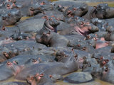 Baby Hippo Standing in the Middle of a Herd (Hippopotamus Amphibius)  Masai Mara National Reserve  