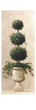 Roman Topiary II