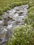 Stream Lined with Heartleaved Bittercress  San Juan National Forest  Colorado  Usa