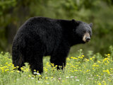 Black Bear (Ursus Americanus)  Manning Provincial Park  British Columbia  Canada  North America